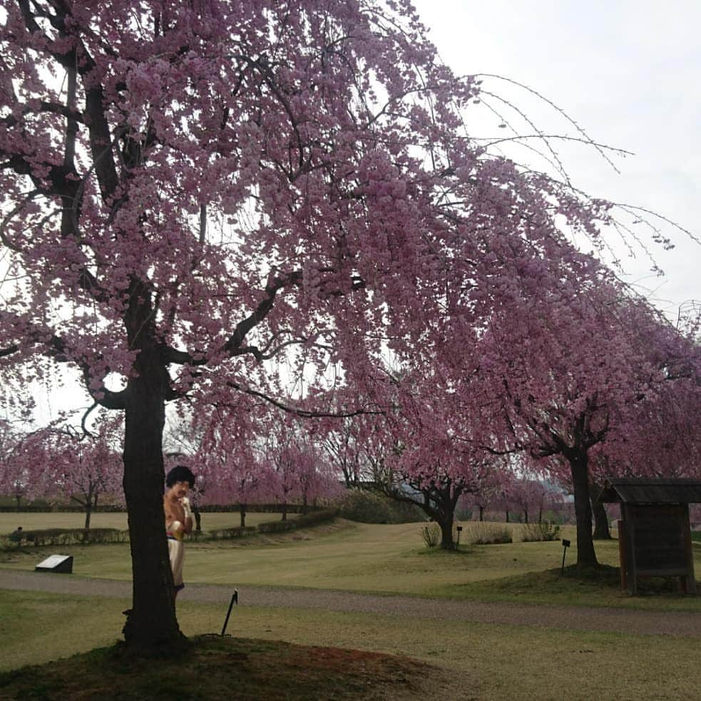 新山大さんのインスタグラム写真 - (新山大Instagram)「今年の八戸の桜も綺麗です🌸 ちょっちゅね邪魔です。そこどいてくれませんか？ 1枚目 #館鼻公園 2枚目 #根城 3枚目 #新井田公園 #Aomori #hachinohe #sakura #cherryblossom #青森 #八戸 #桜 #平成最後の桜 #ちょっちゅね #ちょっちゅね好きな人と繋がりたい」4月25日 0時12分 - dai_niiyama