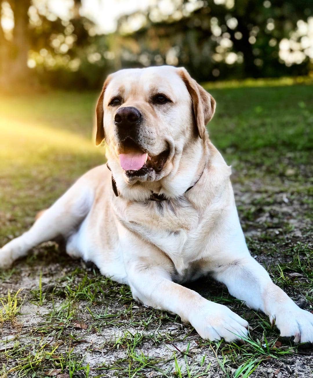 Huckのインスタグラム：「Barn dazeeee 🤙🏼🐴☀️🐾 #lifeofhuck #talesofalab @talesofalab #fab_labs_ #thelablove_feature @thelablove #labphotooftheday @labphotooftheday #labrador_class @labrador_class #yellowlabsofinstagram #worldofmylab #retrievergram #itsalabthing #thelablove #yellowlaboftheday #englishlabrador #huckthehunk #livingmybestlife #instalabrador」