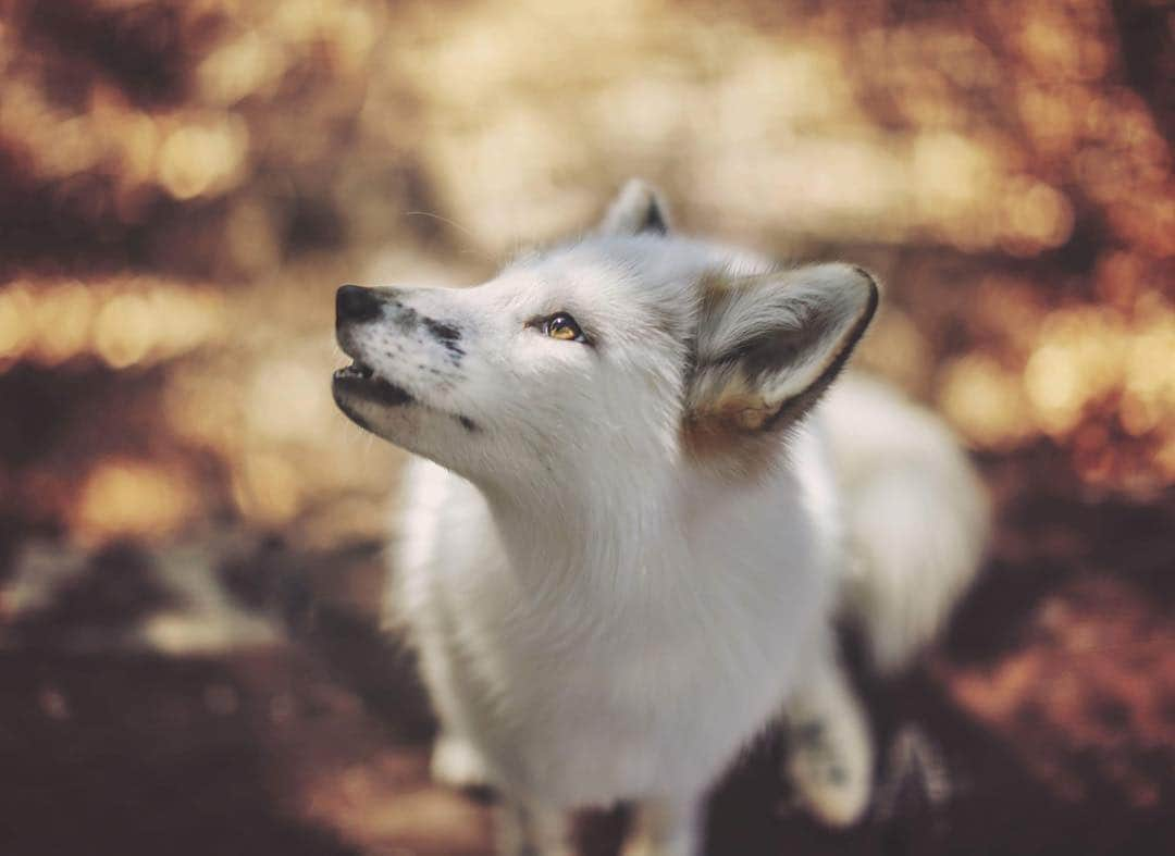 Rylaiさんのインスタグラム写真 - (RylaiInstagram)「One of the beautiful photos captured by @anabeldflux during one of our photo sessions!! 🦊 We are so blessed to be able to work with such a talented artist who can truly capture the bond between human and Canid!! . Our May and July Photo sessions are sold out!! Stay tuned for dates for he next ones!! . #lovefoxes #maksa #russian #foxylady #photoshoots #photography #animallovers #animallove #animals #animalsco #lovefoxes #nonprofit #foxesofig #foxesofinstagram #jabcecc #siberiancupcakes #belyaevfoxes #deliquescefluxphotography #canidconservation #wildlifeconservation」4月25日 1時00分 - jabcecc