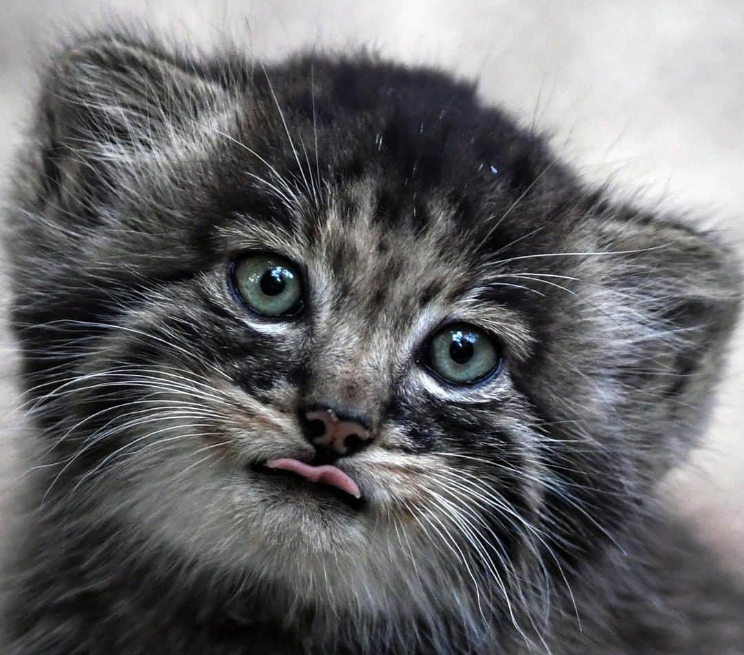 アニマルプラネットさんのインスタグラム写真 - (アニマルプラネットInstagram)「This FRICKIN' adorable cat is found in the wild! The Pallas's cat is a master of disguise. Its coloring blends in perfectly with its Central Asian habitat. . . . . . #animalsofinstagram #animalplanet #animaloftheday #wild #wildlife #outdoors #animals #wildanimals #conservation #nature #animallovers #instanature #wildgeography  #cat #kitten #cute #pallasscat #catsofig #catsofinstagram」4月25日 1時00分 - animalplanet