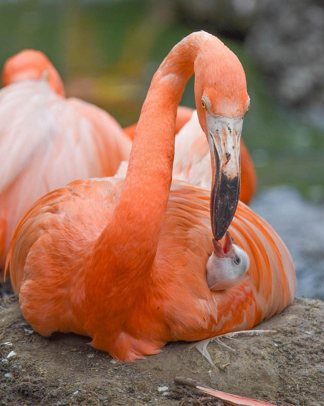 Discoveryさんのインスタグラム写真 - (DiscoveryInstagram)「“This flamingo’s baby looks very cozy snuggled up between her wings. It really speaks volumes and showcases the universal bond between mother and child within the animal kingdom --flamingo, human, or otherwise. I think that is why it is so endearing and relatable. I was over the moon to be able to observe the moment and capture it on camera." 📸 + caption by Femke van Willigen (@ajoebowan) . . . . #adventure #travel #nature #photography #flamingo #wildlifeig #love #photooftheday #explore #sky #birdsofIG #naturephotography #nature #potd #Avifauna #Netherlands」4月25日 1時06分 - discovery