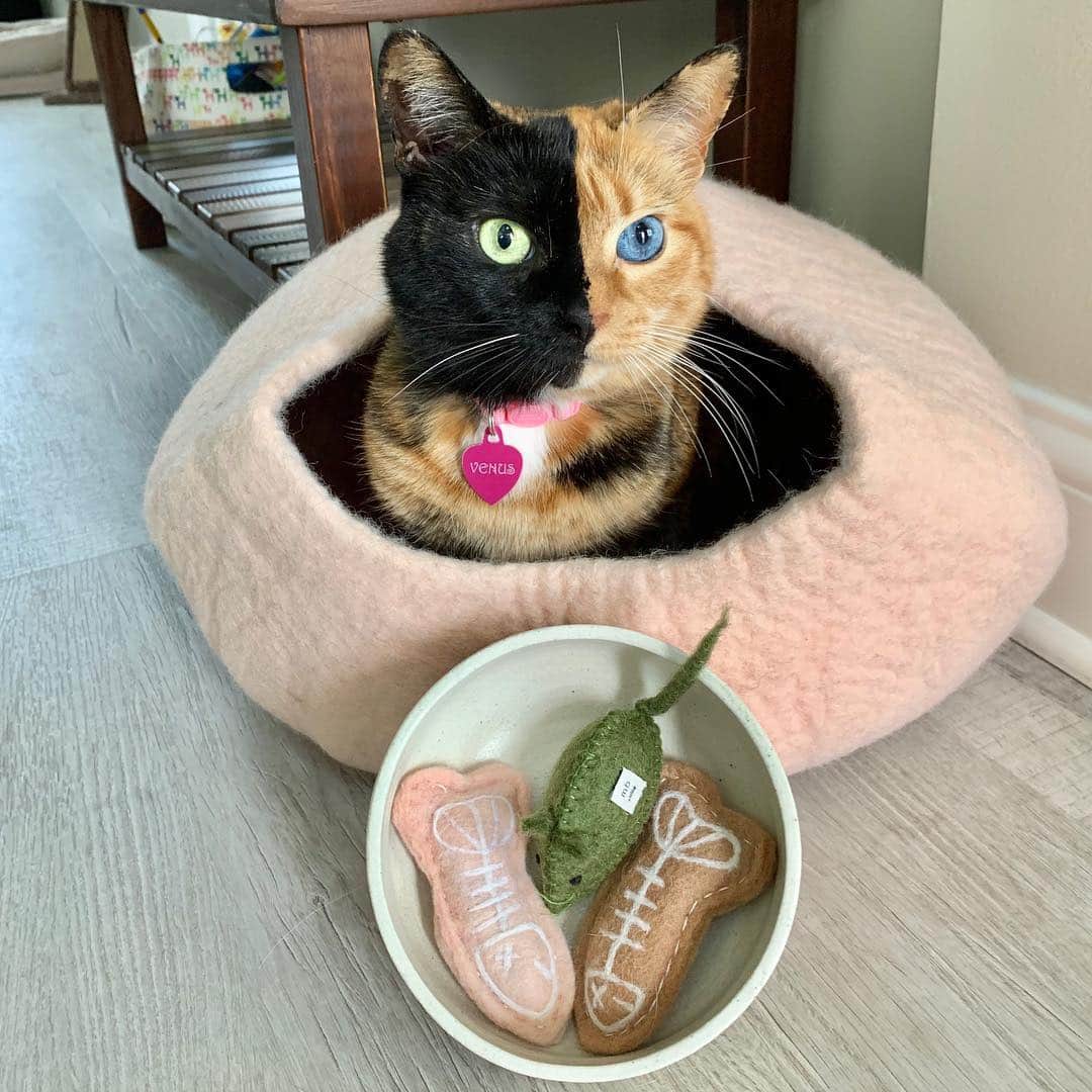 Venus Cat さんのインスタグラム写真 - (Venus Cat Instagram)「*GIVEAWAY*  Update 4/27/19: Congrats @evank1122 - you are the winner!! Please DM your shipping info! 😺😺 Enter below to win this pawesome cat cave, cat toys,  meowvelous handmade ceramic bowl by @themaxbone PLUS a free 1 yr Max-Bone membership for discounts on future purchases. ($300 total prize value). Swipe over to see the bowl in more detail. **Disclaimer: cat not included 😹  Max-Bone is a fashion lifestyle brand providing timeless modern products like toys, beds, accessories, and more for your cats and dogs. Click the link in the bio for more info or to check out their pet line. 🐾🐾 Here's how to enter:  1. ❤/Like this post 2. Follow @themaxbone  3. Tag a friend who love pets 🐈🐕 Giveaway closes Friday at 9:00pm PDT (midnight EDT). The winner will be chosen at random, announced in a story, and notified via DM on Saturday, April 27th.  Giveaway open to US & Canada residents and is sponsored by Max Bone . Giveaway not associated with Instagram.  Good luck everyone!! 😺😺🐾 #maxbone #giveaway」4月25日 1時14分 - venustwofacecat