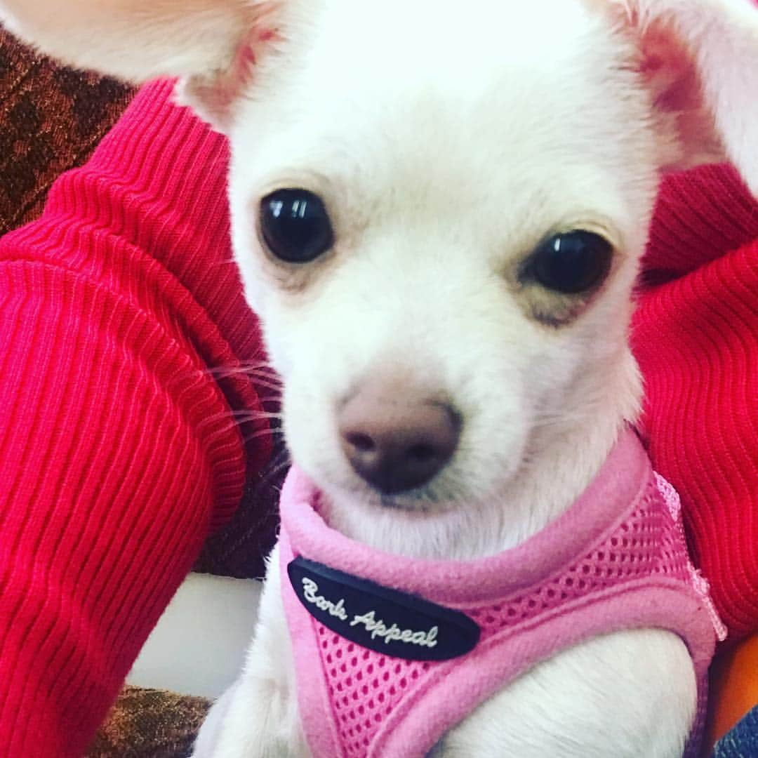 マーガレット・チョーさんのインスタグラム写真 - (マーガレット・チョーInstagram)「Looking right into your soul #chihuahua #dog #rescuedog #bestfriend #vagabond」4月25日 1時14分 - margaret_cho