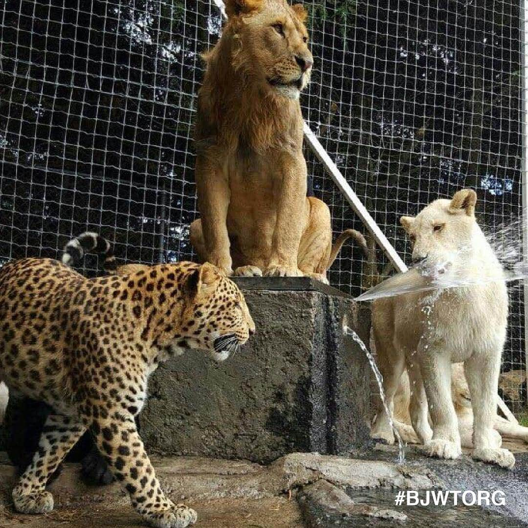 Black Jaguar-White Tiger さんのインスタグラム写真 - (Black Jaguar-White Tiger Instagram)「The Big Pride some years ago cooling off in one of our outdoor habitats. We currently have around 15 at the Foundation, and are constantly adding new swimming pools, play areas, fresh grass and more.  See what else is happening at the Foundation by visiting our new website.  #BJWT #BJWTHabitats #SaveOurPlanet」4月25日 1時26分 - blackjaguarwhitetiger