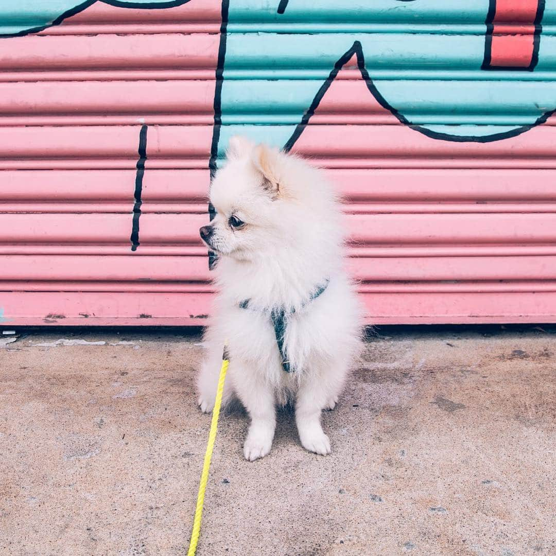 Buddy Boo Blueさんのインスタグラム写真 - (Buddy Boo BlueInstagram)「Our first trip with Bean was a success! He’s great in his carrier, and we took him almost everywhere with us so he was hardly ever alone. Now if we could only do something about how he barks at other dogs ... esp the ones that are about 12 times his size.」4月25日 1時48分 - buddyboowaggytails