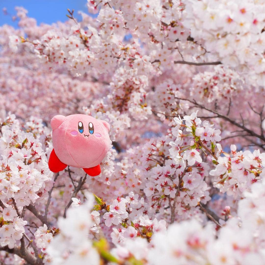 任天堂アメリカさんのインスタグラム写真 - (任天堂アメリカInstagram)「How are you enjoying Spring? Between basking in the cherry blossoms and tasty barbeques, Kirby is making the most of it! Who should he invite to the next get-together?」4月25日 2時03分 - nintendoamerica