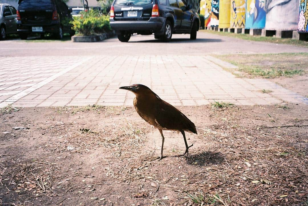 佐野円香のインスタグラム：「台湾の鳥」