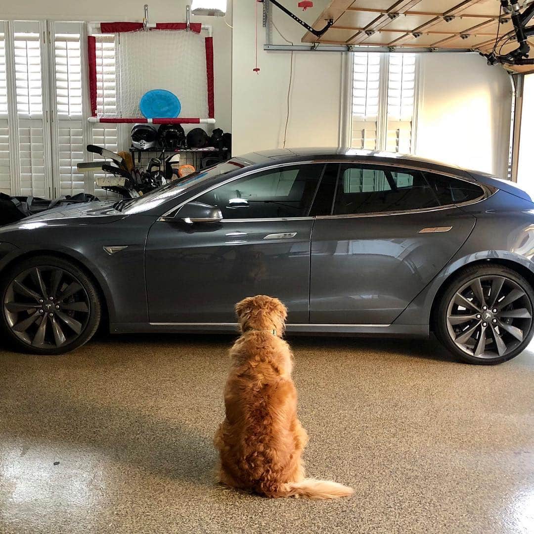 Teslaさんのインスタグラム写真 - (TeslaInstagram)「Dog patiently waiting for their owner to exit the Model S…that self-parked  Photo by @idiocyafoot」4月25日 1時55分 - teslamotors