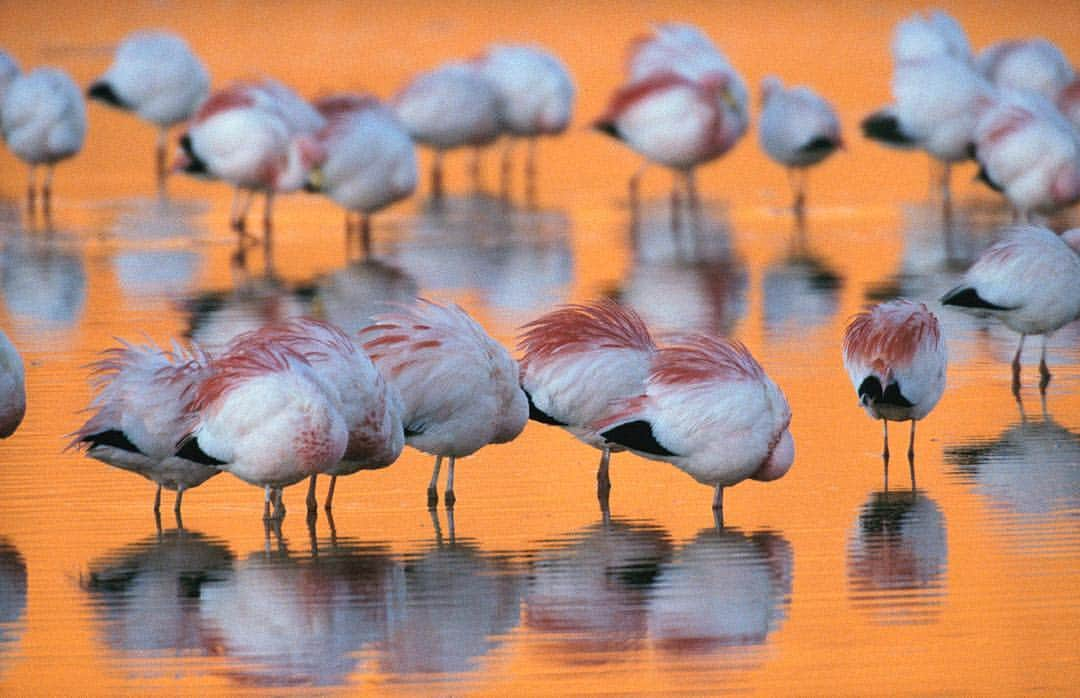 National Geographic Creativeさんのインスタグラム写真 - (National Geographic CreativeInstagram)「Photo by @joelsartore | A flock of migratory flamingos roost in a high-altitude lake near Atacama Desert, Chile. #Chile #Desert #Flamingos」4月25日 2時00分 - natgeointhefield