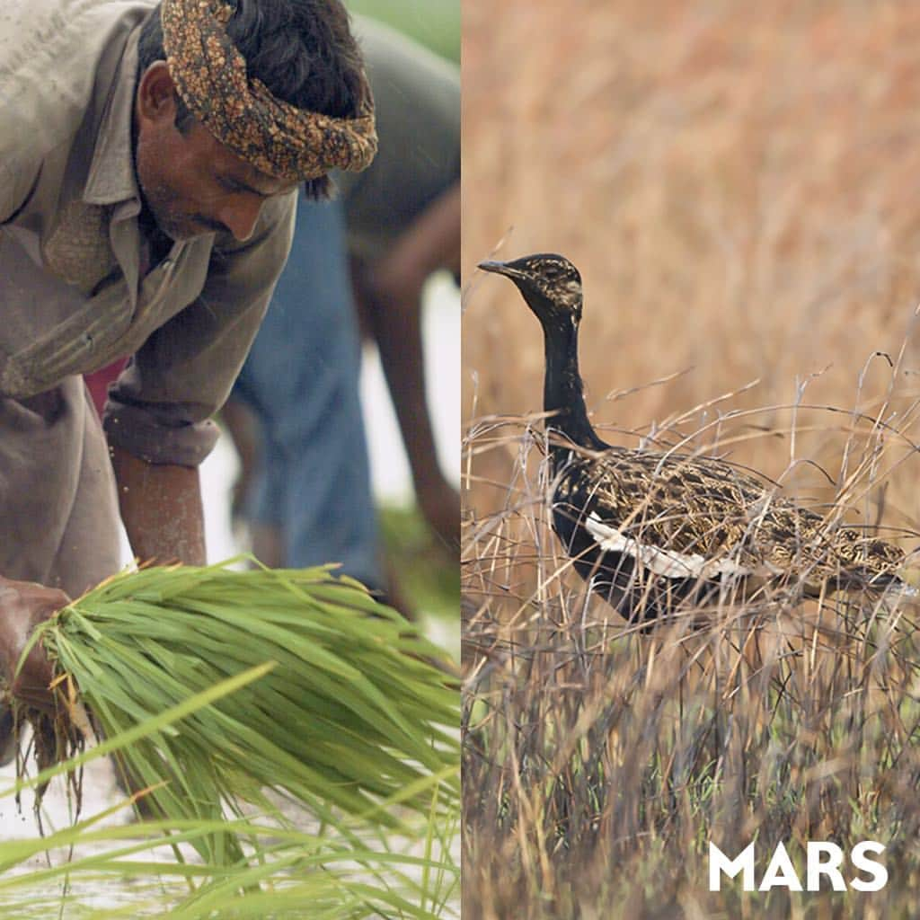 Marsさんのインスタグラム写真 - (MarsInstagram)「As makers of the world’s largest rice brand, Uncle Ben's, we have a responsibility to improve the sustainability of the world’s rice supply – and the animals impacted by the cultivation of it. That's why today we're working on a sustainable rice farming plan that works for rice farmers and the critically endangered Bengal Florican, alike. #TomorrowStartsToday #EarthWeek」4月25日 2時20分 - marsglobal