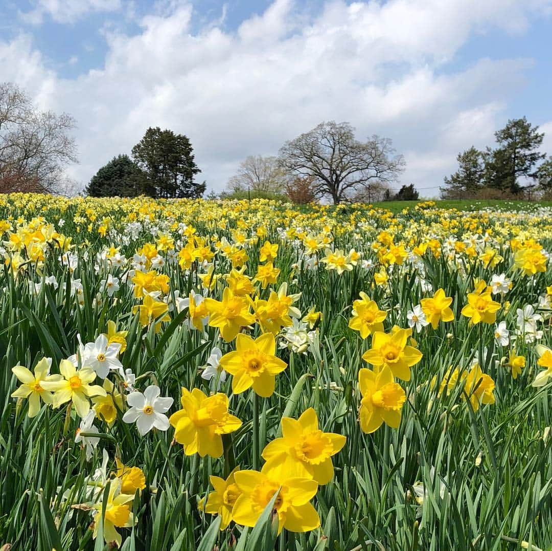 ニューヨーク植物園さんのインスタグラム写真 - (ニューヨーク植物園Instagram)「🚨🌼 #Daffodil alert! NOW is the perfect time to catch hundreds of thousands of them in bloom on Daffodil Hill and in the Liasson #Narcissus Collection. Right now, cherries and crabapples paint the skies with pinks and purples while the daffodils paint the ground in glorious swaths of yellows, creams, pinks, and oranges. In these slides, you can see the unique color progression of #Narcissus 'Chromacolor' as it matures from macaroni orange, to soft peach, to electric coral. Swipe to check out more of the varieties to be found in our daffodil collection, and don’t miss this sight! 🌼🚨 . #onemilliondaffodils #plantlove」4月25日 2時28分 - nybg