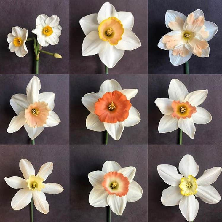 ニューヨーク植物園さんのインスタグラム写真 - (ニューヨーク植物園Instagram)「🚨🌼 #Daffodil alert! NOW is the perfect time to catch hundreds of thousands of them in bloom on Daffodil Hill and in the Liasson #Narcissus Collection. Right now, cherries and crabapples paint the skies with pinks and purples while the daffodils paint the ground in glorious swaths of yellows, creams, pinks, and oranges. In these slides, you can see the unique color progression of #Narcissus 'Chromacolor' as it matures from macaroni orange, to soft peach, to electric coral. Swipe to check out more of the varieties to be found in our daffodil collection, and don’t miss this sight! 🌼🚨 . #onemilliondaffodils #plantlove」4月25日 2時28分 - nybg