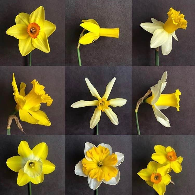 ニューヨーク植物園さんのインスタグラム写真 - (ニューヨーク植物園Instagram)「🚨🌼 #Daffodil alert! NOW is the perfect time to catch hundreds of thousands of them in bloom on Daffodil Hill and in the Liasson #Narcissus Collection. Right now, cherries and crabapples paint the skies with pinks and purples while the daffodils paint the ground in glorious swaths of yellows, creams, pinks, and oranges. In these slides, you can see the unique color progression of #Narcissus 'Chromacolor' as it matures from macaroni orange, to soft peach, to electric coral. Swipe to check out more of the varieties to be found in our daffodil collection, and don’t miss this sight! 🌼🚨 . #onemilliondaffodils #plantlove」4月25日 2時28分 - nybg