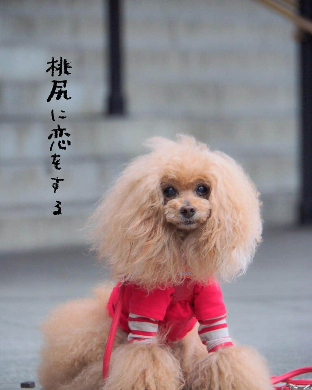 Toypoodle Mikuru?Asakusa Tokyoのインスタグラム