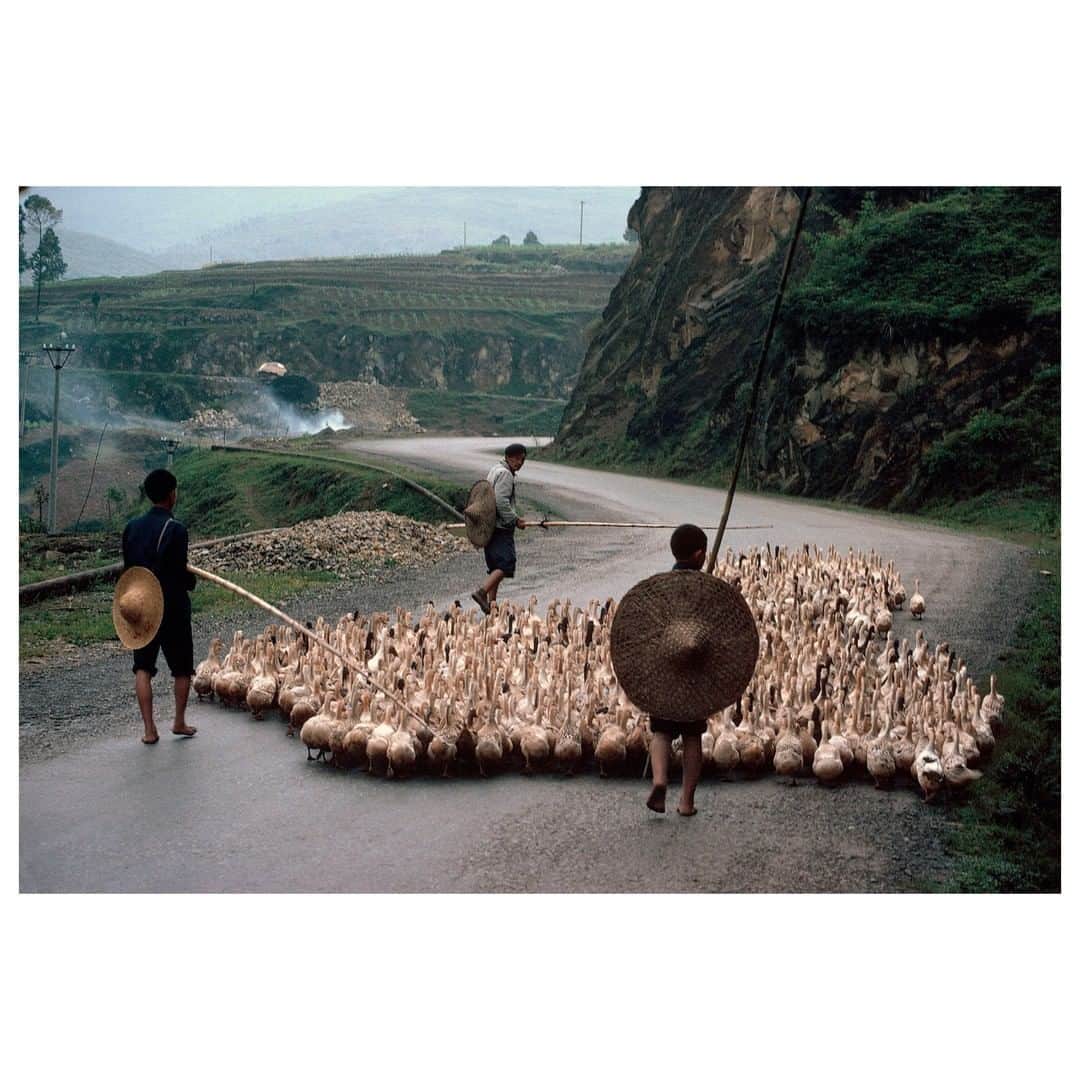 Magnum Photosさんのインスタグラム写真 - (Magnum PhotosInstagram)「"Of the Western photographers who came to China, few really got to the heart of the country as Barbey did." - Jean Loh . As a Chinese-language edition of Bruno Barbey's 'Color of China' is published, Jean Loh considers the photographer's vivid portrait of the country, which spans five decades. Link in bio. . PHOTO: Ducks are led down a paved country road. Chengdu. Sichuan. China. 1980. . © #BrunoBarbey/#MagnumPhotos」4月25日 3時00分 - magnumphotos