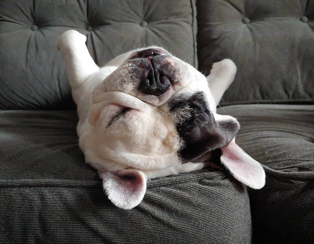 Manny The Frenchieのインスタグラム：「Hump day realness 💤😴」