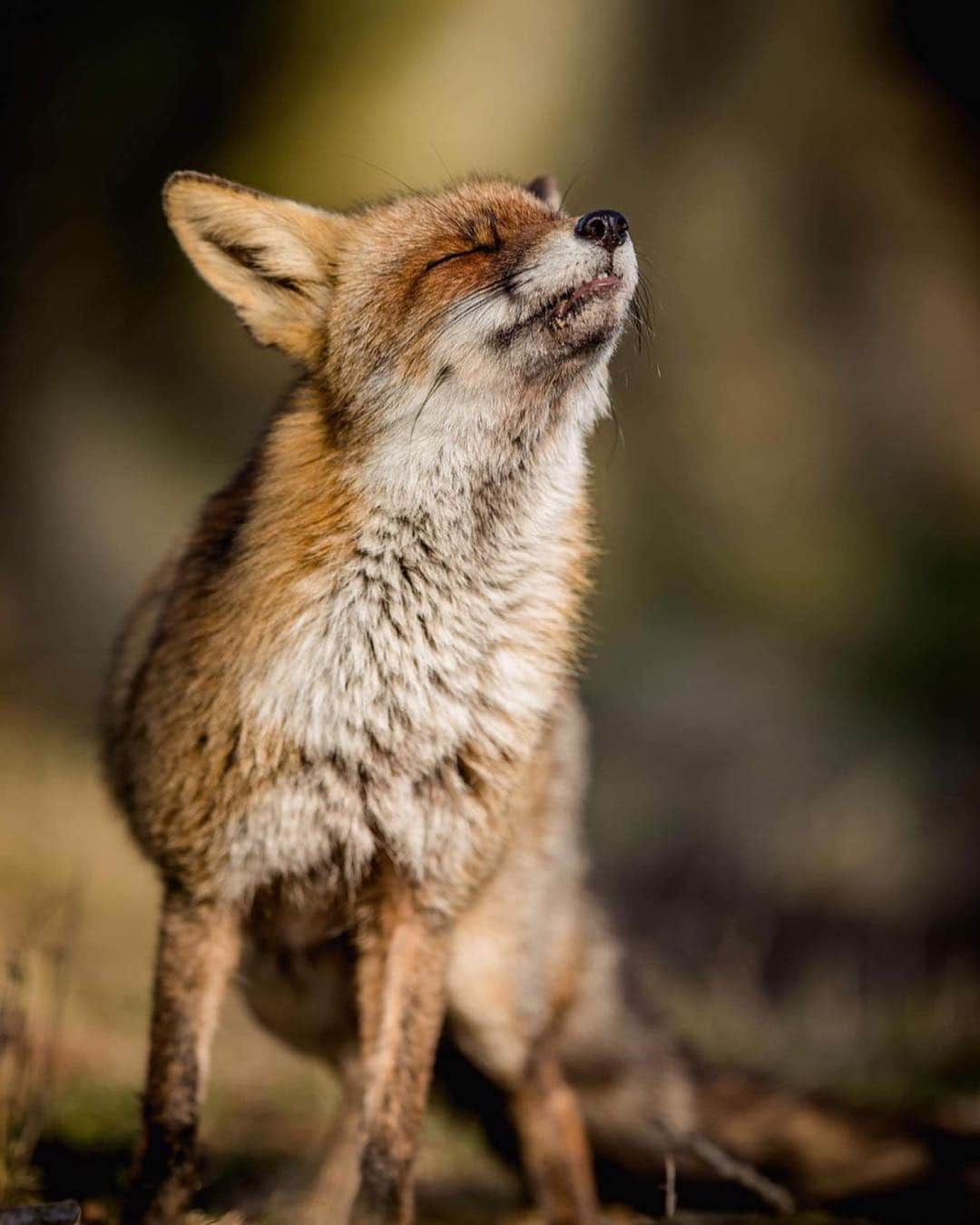 Canon Photographyさんのインスタグラム写真 - (Canon PhotographyInstagram)「// @seanweeklywildlife // There is nothing more enjoyable than spending time observing and photographing wild Foxes. These images where Taken in Amsterdam. It was a crazy tough day walking over 15km with very limited Fox sightings!  Due to the lack of sightings and images I returned back to the sand dunes a month later, it was a rather special time and resulted in me having the presence of 5 different foxes to photograph during my visit, creating this nice series. Certainly a great encounter.」4月25日 3時30分 - cpcollectives