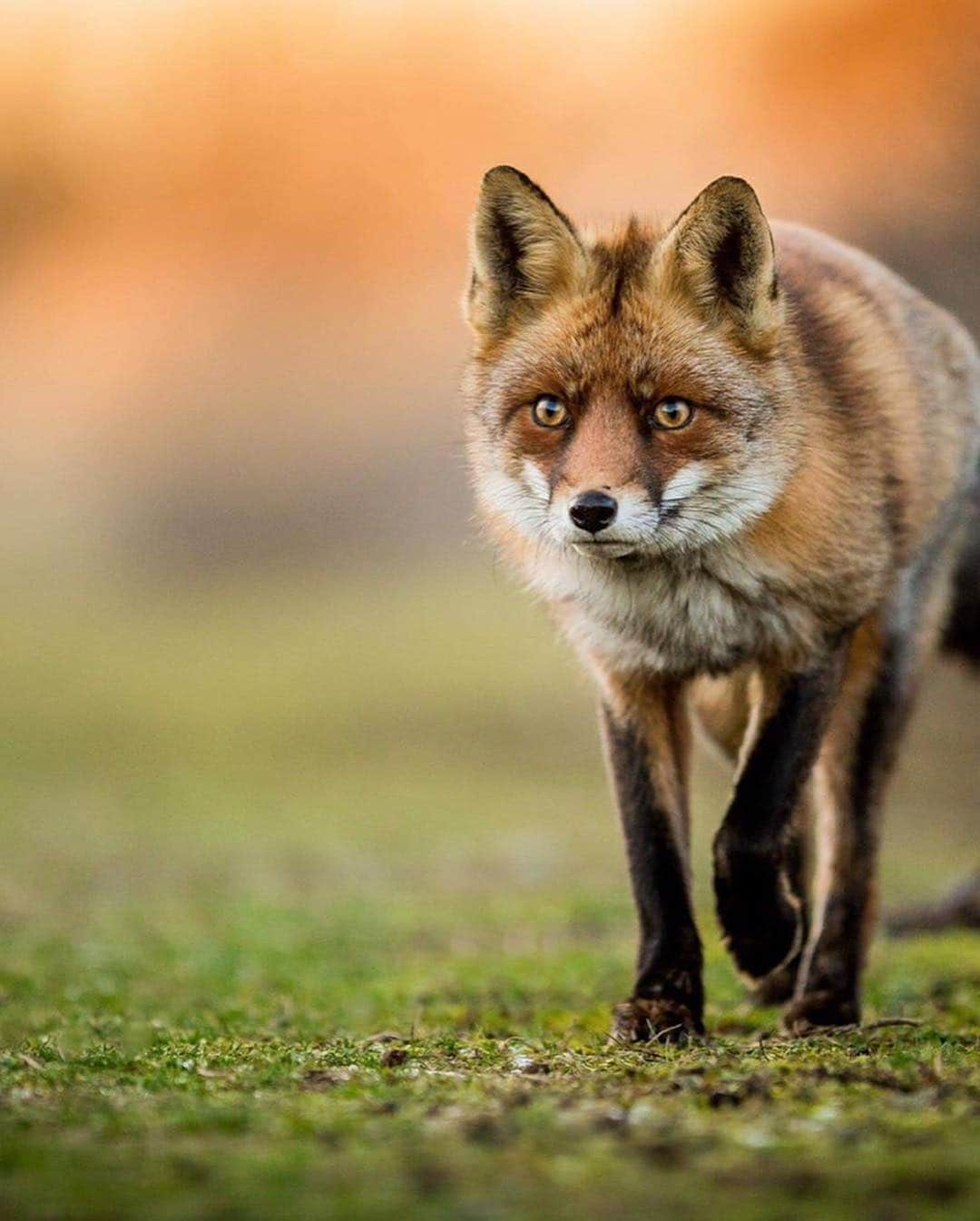 Canon Photographyさんのインスタグラム写真 - (Canon PhotographyInstagram)「// @seanweeklywildlife // There is nothing more enjoyable than spending time observing and photographing wild Foxes. These images where Taken in Amsterdam. It was a crazy tough day walking over 15km with very limited Fox sightings!  Due to the lack of sightings and images I returned back to the sand dunes a month later, it was a rather special time and resulted in me having the presence of 5 different foxes to photograph during my visit, creating this nice series. Certainly a great encounter.」4月25日 3時30分 - cpcollectives