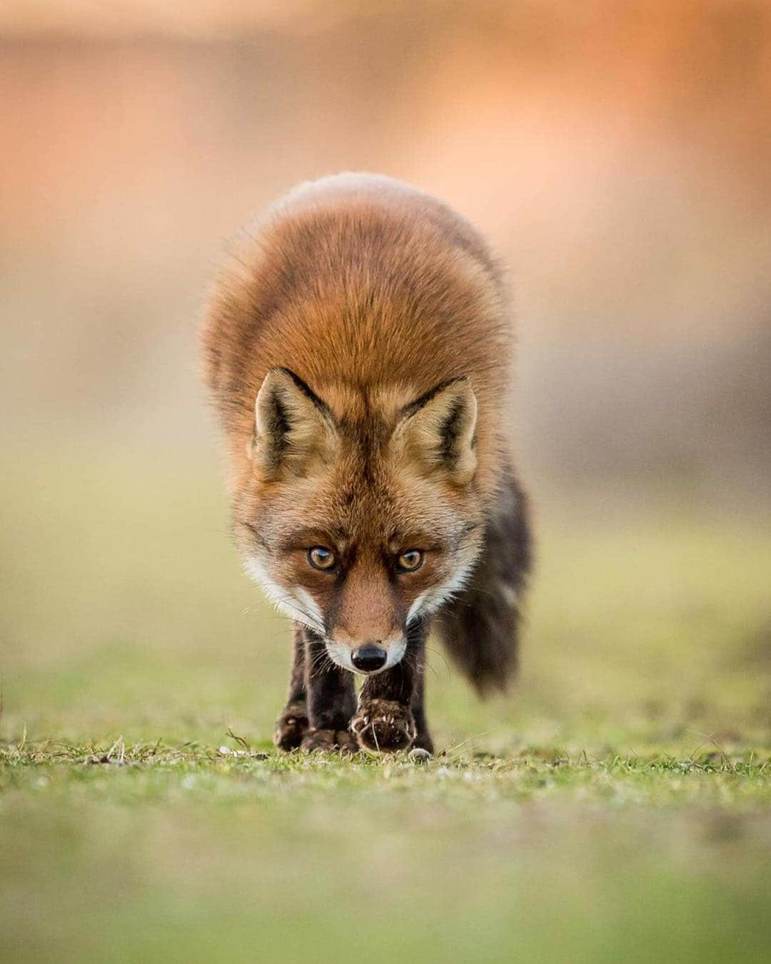 Canon Photographyさんのインスタグラム写真 - (Canon PhotographyInstagram)「// @seanweeklywildlife // There is nothing more enjoyable than spending time observing and photographing wild Foxes. These images where Taken in Amsterdam. It was a crazy tough day walking over 15km with very limited Fox sightings!  Due to the lack of sightings and images I returned back to the sand dunes a month later, it was a rather special time and resulted in me having the presence of 5 different foxes to photograph during my visit, creating this nice series. Certainly a great encounter.」4月25日 3時30分 - cpcollectives