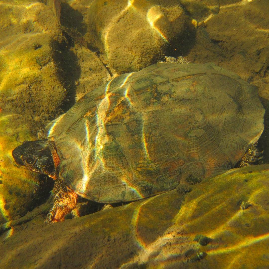 スミソニアン国立動物園さんのインスタグラム写真 - (スミソニアン国立動物園Instagram)「🐢 Our scientists found endangered and elusive #woodturtles in #Virginia by 🧪testing the 💧streams they live in for traces of their 🧬DNA. #eDNA surveys can be powerful tools to help scientists protect wood turtles, which are poached and trafficked for the pet trade. eDNA can help them quickly monitor where wood turtles are living and monitor how their populations are doing. It is also much less expensive than traditional visual encounter surveys. #WeSaveSpecies」4月25日 3時33分 - smithsonianzoo