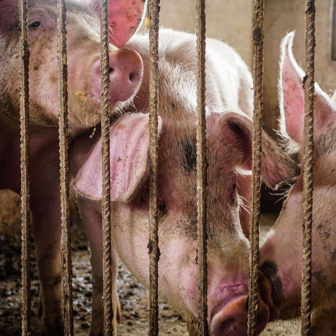 ニューヨーク・タイムズさんのインスタグラム写真 - (ニューヨーク・タイムズInstagram)「African swine fever, which kills pigs but is harmless to humans, has swept across China, the world’s largest pork producer. More than a million pigs have been culled, according to the Chinese government. No treatment or vaccine exists for the highly-contagious disease. Now a billion-plus people face much tighter pork supplies and the need to fill the gap is influencing meat markets worldwide. But the reality of the epidemic may be grimmer still. Several farmers said in interviews that they had not reported potential infections among their animals to the local authorities. Others said officials had not responded quickly to reported outbreaks. As a result, many farmers and livestock analysts say they assume that the disease is more widespread than Chinese officials have acknowledged. Visit the link in our profile to read more. Raymond Zhong shot this photo.」4月25日 3時36分 - nytimes