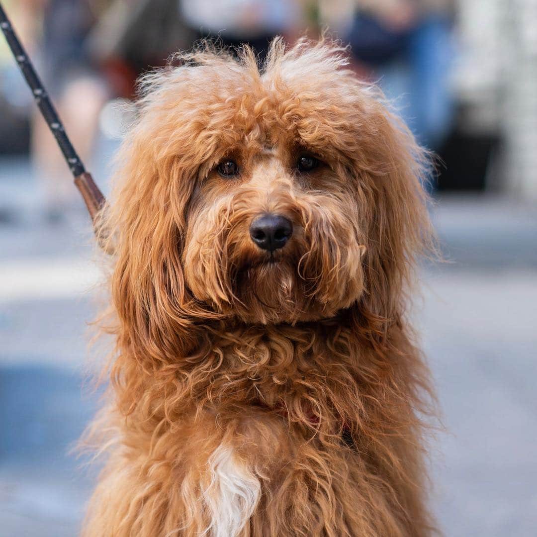 The Dogistさんのインスタグラム写真 - (The DogistInstagram)「Murphy, Miniature Goldendoodle (1.5 y/o), 3rd & Thompson St., New York, NY • “You don’t find them this fluffy. He’s extremely emotional because he’s a human. He gets separation anxiety – he once destroyed two bags of clothing I left out.”」4月25日 3時37分 - thedogist