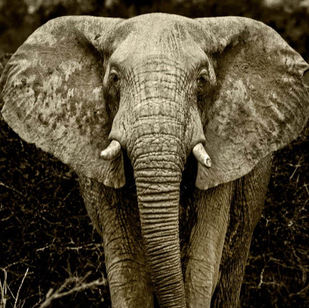 National Geographic Travelさんのインスタグラム写真 - (National Geographic TravelInstagram)「Photo by @amivitale | An elephant observes me as I photograph him at @loisaba_conservancy in Laikipia, northern Kenya. Elephants are among the world's most intelligent species. They express a wide variety of behaviors, including those associated with grief, learning, altruism, use of tools, compassion, self-awareness, memory, and language. Researchers recently discovered that elephants can distinguish differences in human gender, age, and ethnicity purely by the sound of someone’s voice. If the voice belongs to a person who is more likely to pose a threat, the elephants switch into defensive mode. Learn how to protect and preserve these majestic creatures and all wild animals by following @loisaba_conservancy @nrt_africa @nature_org @nature_africa and @amivitale #elephants #saveelephants #dontletthemdisappear #stoppoaching #worthmorealive」4月25日 4時01分 - natgeotravel