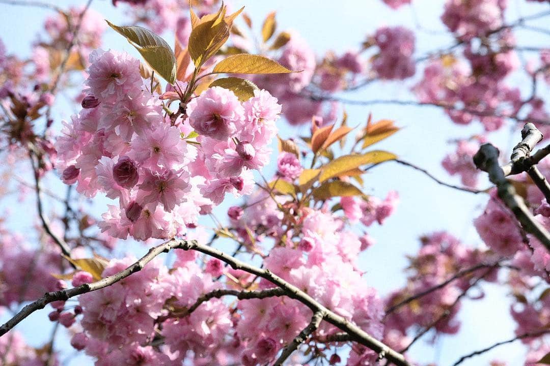 KUNIKAのインスタグラム：「Cherry blossom viewing picnic in Greenwich Park🌸  ロンドンでお花見！ 綺麗だったなぁ。 来年の春に向けて日本からイギリスに1000本の桜を寄贈するそうで。 またいつか春に訪れたいなぁ🌸」