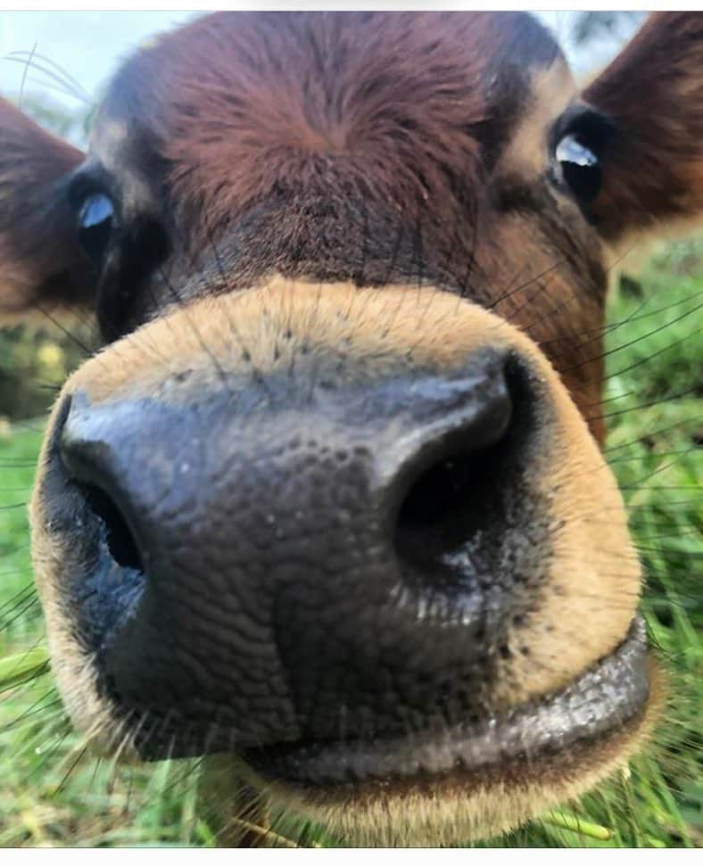 モービーさんのインスタグラム写真 - (モービーInstagram)「Oh, hello. I love all animals unconditionally, but I really extra unconditionally love cows. And don’t rain on my parade and get all pedantic on me and say that you can’t add qualifiers to ‘unconditional’, ok? #descriptivistgrammarian @calfrescue」4月25日 4時23分 - moby