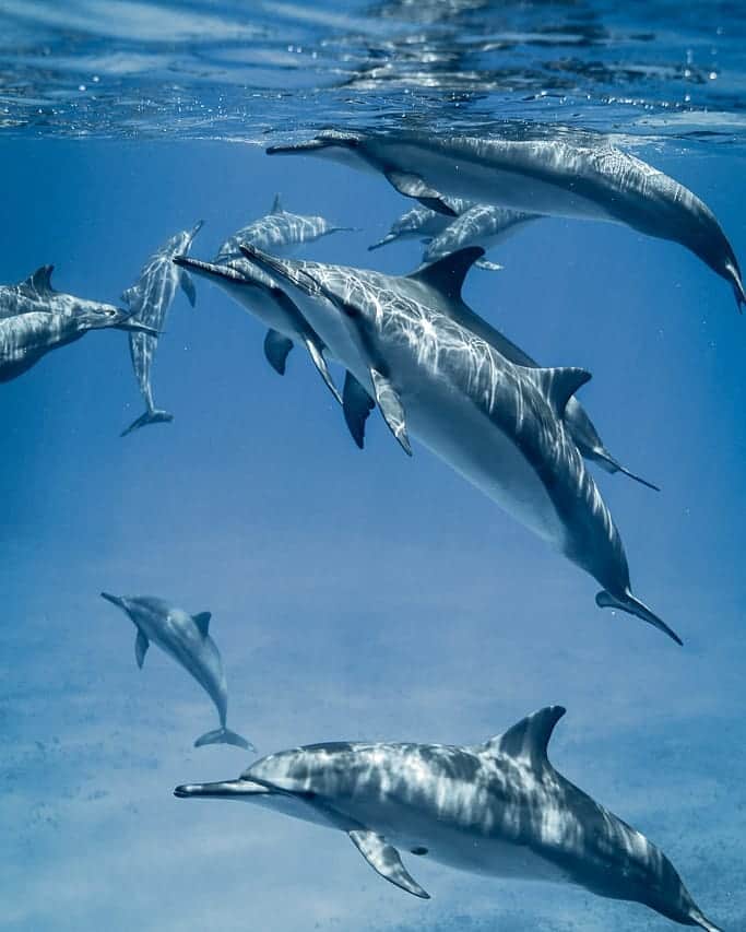 And Youさんのインスタグラム写真 - (And YouInstagram)「In crystal clear water, dolphins can sparkle like diamonds 💎. . Dazzling capture by our photographer @rbbllunicrn ! . . . #saltnomads #discoverearth #artofvisuals #photography #underwaterphotography」4月25日 4時30分 - dolphinsandyou