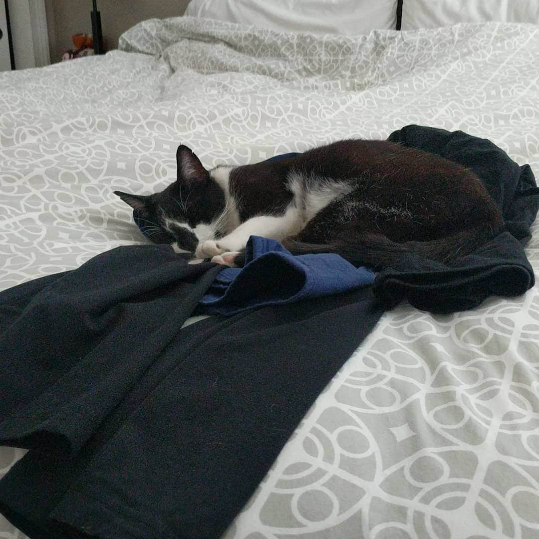 ウィル・ウィトンさんのインスタグラム写真 - (ウィル・ウィトンInstagram)「Me: I'll just out these clean clothes in the corner of the bed real quick, before I put them away. Watson:」4月25日 5時20分 - itswilwheaton