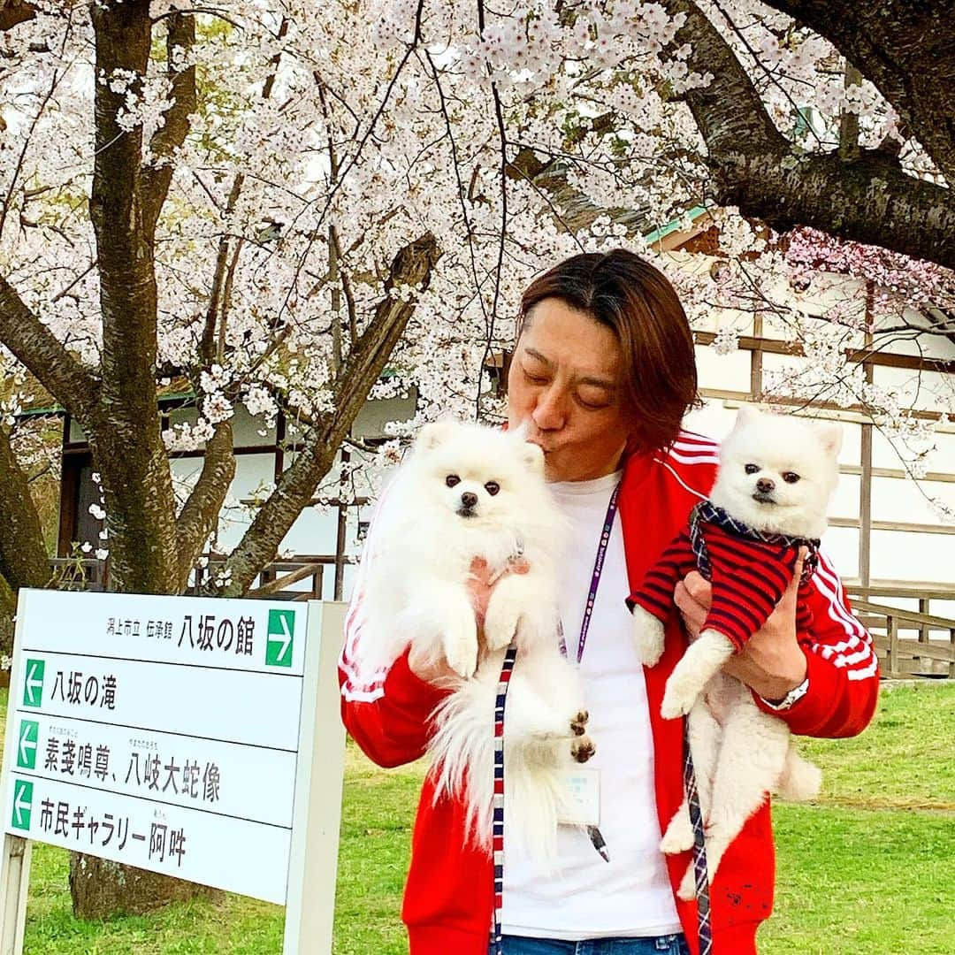 ニコちゃんさんのインスタグラム写真 - (ニコちゃんInstagram)「やっほい❣️ポメラニアンホワイト🐶✨オバサンレッド👮🏻‍♀️✨ポメラニアンクリーム🐶✨通行人シルバー👵🏼✨サクラピンク🌸✨ ５人合わせて‼️お散歩戦隊ポレンジャー✋🏻🐶👮🏻‍♀️🐶👵🏼🌸✨ #お散歩戦隊ポレンジャー #ポレンジャー #ポメラニアンホワイト #オバサンレッド #ポメラニアンクリーム #通行人シルバー #サクラピンク #お散歩 #お花見 #オモテナシハラスメント #体験者募集中 #ヨシノソメイ #ポメリズム #ポメラニアン #白ポメ #pomeranian」4月25日 5時26分 - nico_susukita