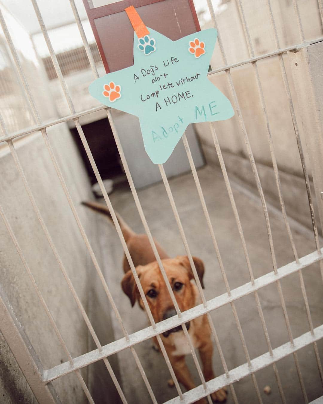 W E Y L I Eさんのインスタグラム写真 - (W E Y L I EInstagram)「I’m so happy to be partnering with @DSW x @TOMS to share how I #StandforTomorrow. You all know I’m a huge advocate for pet adoption. There are so many homeless pets around the world that everyone has a perfect companion already waiting for them! I hope that in the future, people are more open minded to adoption and that these animals will find their furever loving homes ❤️ I like to stop by my local animal shelter to drop off treats and give some love! What is something you like to do in your community? #MyDSW #ad」4月25日 5時26分 - weylie