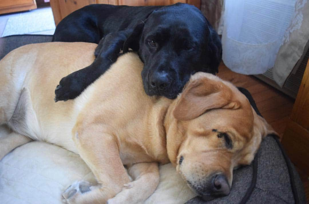 Jake And Gingerさんのインスタグラム写真 - (Jake And GingerInstagram)「Sleepy #worldoflabs #fab_labs_ #talesofalab #labs_of_insta #weeklyfluff #dogsofinstagram」4月25日 5時38分 - jake_n_ginger