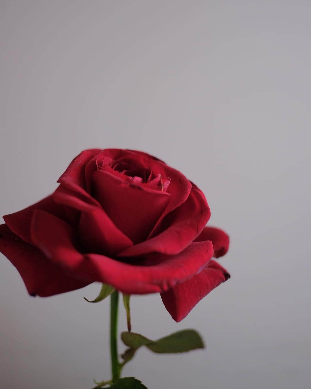 米田有希さんのインスタグラム写真 - (米田有希Instagram)「息子がくれたバラの花をベッドサイドに飾りました🌹 ドライフラワーにしようかなぁ。 #santjordi」4月25日 5時56分 - akiyoneda
