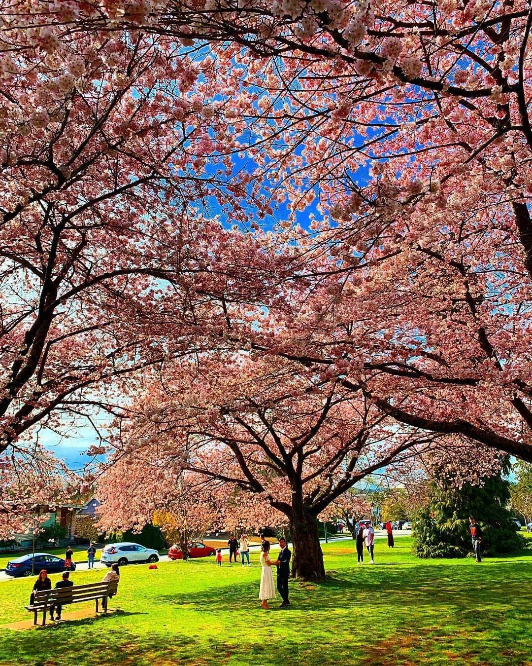 バンクーバー観光局- Tourism Vancouverさんのインスタグラム写真 - (バンクーバー観光局- Tourism VancouverInstagram)「バンクーバーの桜の名所のひとつといえば、クイーンエリザベスパーク。今年も桜の木の下で記念写真を撮る人で賑わいました。観光局スタッフは以前、クイーンエリザベスパークの桜の木の下でプロポーズをする人も見かけたことがあります。 📷 : @zalam604(Instagram) . . . #カナダ #バンクーバー #Vancouver #旅 #旅行 #女子旅 #旅好き #一人旅 #海外旅行 #トラベル #旅女子 #旅行好きな人と繋がりたい #旅好きな人と繋がりたい #旅行好き #旅行大好き #旅行行きたい #旅に出たい #海外 #旅の記録 #旅の思い出 #旅行記 #旅したくなるフォト #マイトリップ #マイトリ #retrip_global #桜 #満開 #🌸」4月25日 6時00分 - vancouvertabi