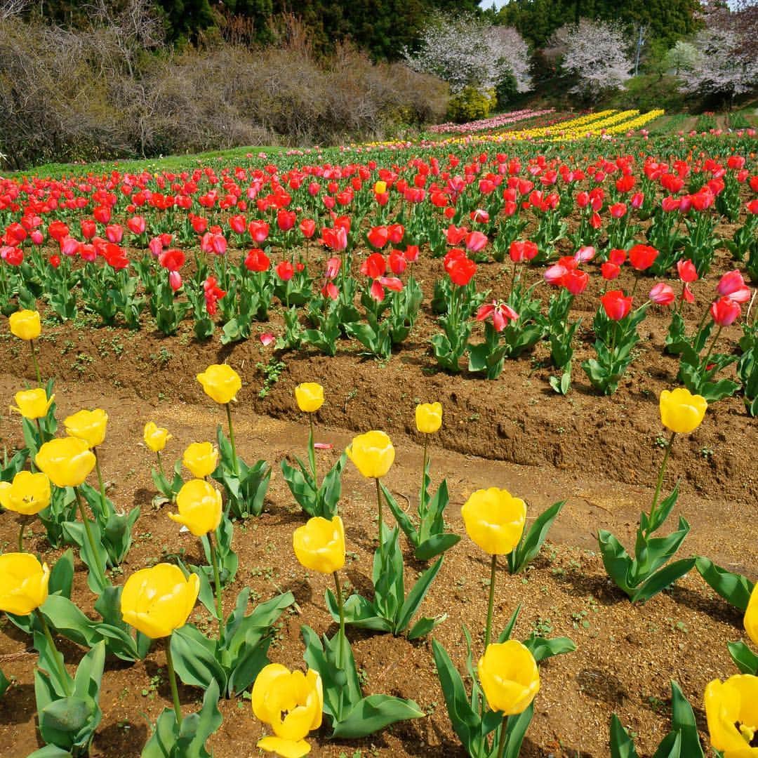 福島県さんのインスタグラム写真 - (福島県Instagram)「来て！ チューリップ祭り  ４月中旬〜下旬（開花状況により前後する場合があります）、新地町にある新地城跡に約40品種、4万本もの多彩なチューリップが咲き誇ります。期間中はチューリップの販売も行います。 #新地町 #新地城跡 #チューリップ #福島 #ふくしま #ふくしまからはじめよう  #futurefromfukushima #fukushima #traveljapan #japantrip #explorejapan #japanadventures #japanholiday #beautifuldestinations #instatrip #art_of_japan #instagramjapan #japan_of_insta」4月25日 17時21分 - realize_fukushima