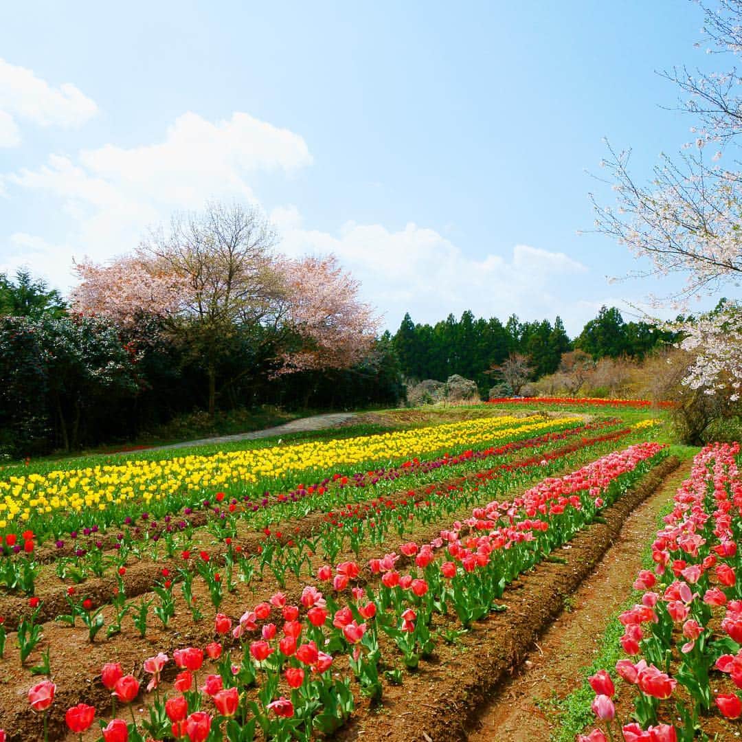 福島県さんのインスタグラム写真 - (福島県Instagram)「来て！ チューリップ祭り  ４月中旬〜下旬（開花状況により前後する場合があります）、新地町にある新地城跡に約40品種、4万本もの多彩なチューリップが咲き誇ります。期間中はチューリップの販売も行います。 #新地町 #新地城跡 #チューリップ #福島 #ふくしま #ふくしまからはじめよう  #futurefromfukushima #fukushima #traveljapan #japantrip #explorejapan #japanadventures #japanholiday #beautifuldestinations #instatrip #art_of_japan #instagramjapan #japan_of_insta」4月25日 17時21分 - realize_fukushima