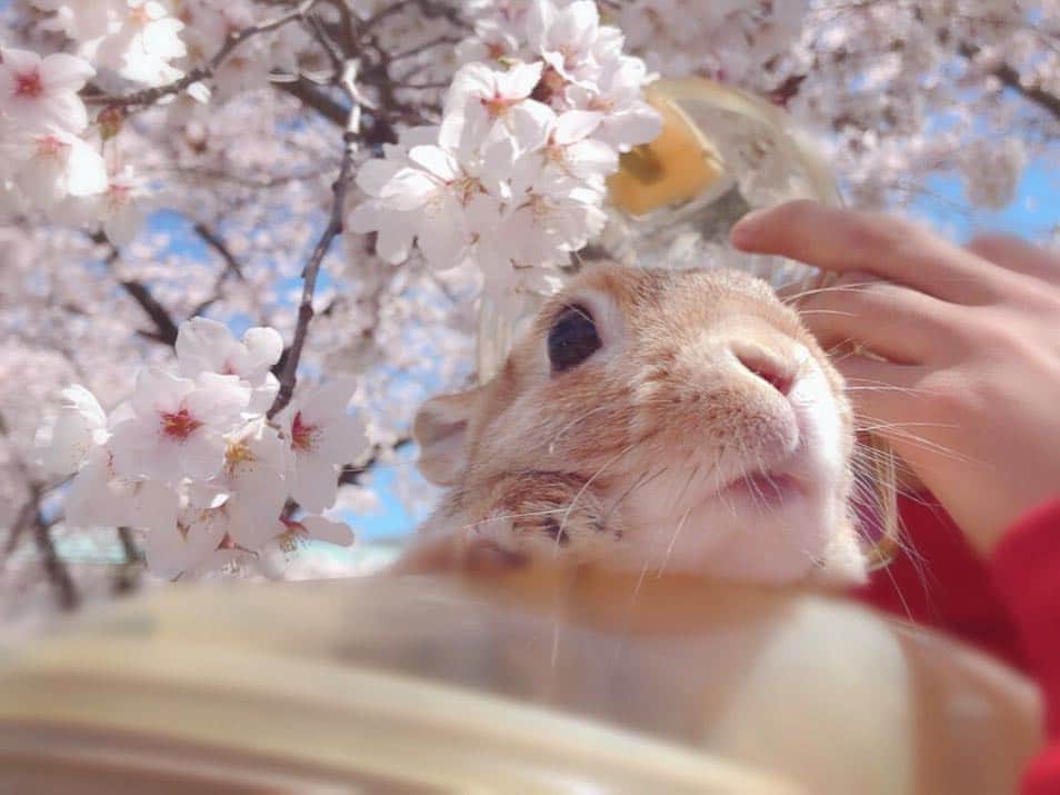 ラン?さんのインスタグラム写真 - (ラン?Instagram)「‎‎(•'-'•)੭ ੈﾊｲ､ﾋｮｯｺﾘﾊﾝ! キャリーからひょっこり♡ お花見うさぎですよ～(​ *´꒳`*​) ☆ 🌸🐰うさぎと桜🐰🌸 ☆ 顔出しが可愛すぎていっぱい写真撮ったの( ˶ˆ꒳ˆ˵ )💗 親バカw ☆ #桜 #桜とうさぎ #うさぎ #ネザーランドドワーフ #rabbit #bunny #bunnystagram  #rabbitstagram  #cute  #かわいい #ふわもこ部  #もふもふ  #zip写真部  #アニマル写真部 #instagramjapan #netherlanddwarf #うさぎと暮らす  #うさぎのいる暮らし #癒し #kawaii #ランちゃん  2019.04.25」4月25日 17時15分 - mofumofuusako