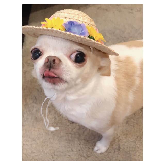 夢咲ねね（赤根那奈）さんのインスタグラム写真 - (夢咲ねね（赤根那奈）Instagram)「😋💕 · #しゃべ先生 #お帽子 #チワ狆 #mydog #犬好き #👒 #😋✨ #0425」4月25日 16時10分 - yumesaki__nene