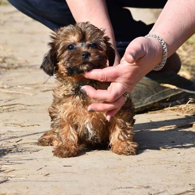 Puppy For Sale.さんのインスタグラム写真 - (Puppy For Sale.Instagram)「Девочка русской цветной болонки 😊 Возраст 2,5 месяца Маленькая, курносая, с прекрасным качеством шерсти 😊 #болонка #русскаяболонка #рцб #русскаяцветнаяболонка @artsimpatiya」4月25日 16時12分 - artsimpatiya