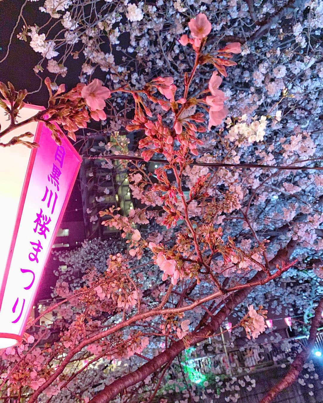 菜々緒さんのインスタグラム写真 - (菜々緒Instagram)「#桜 #🌸 #🇯🇵」4月25日 16時30分 - nanao_official