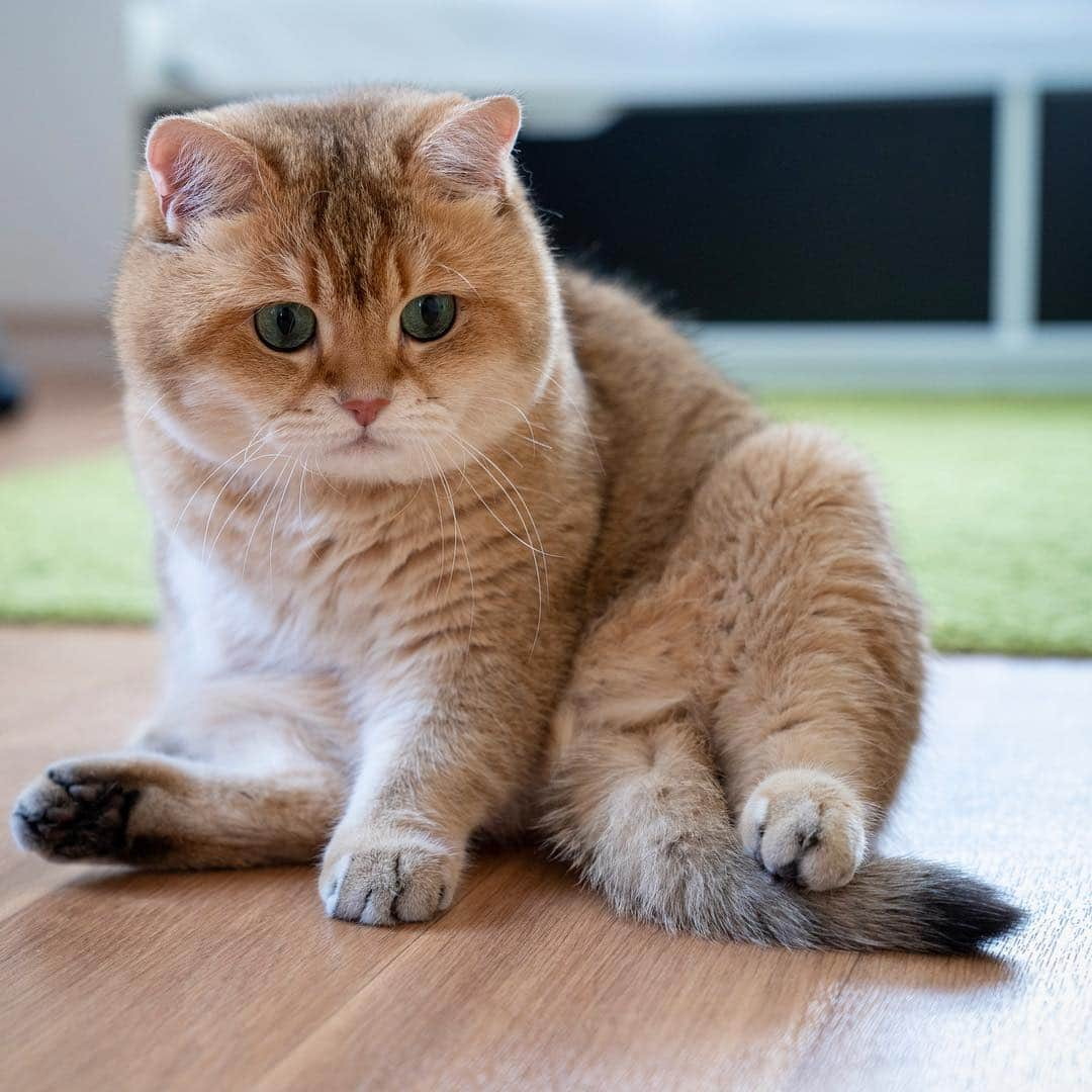 Hosicoさんのインスタグラム写真 - (HosicoInstagram)「Yoga class 🧘‍♂️🧘‍♀️」4月25日 16時45分 - hosico_cat