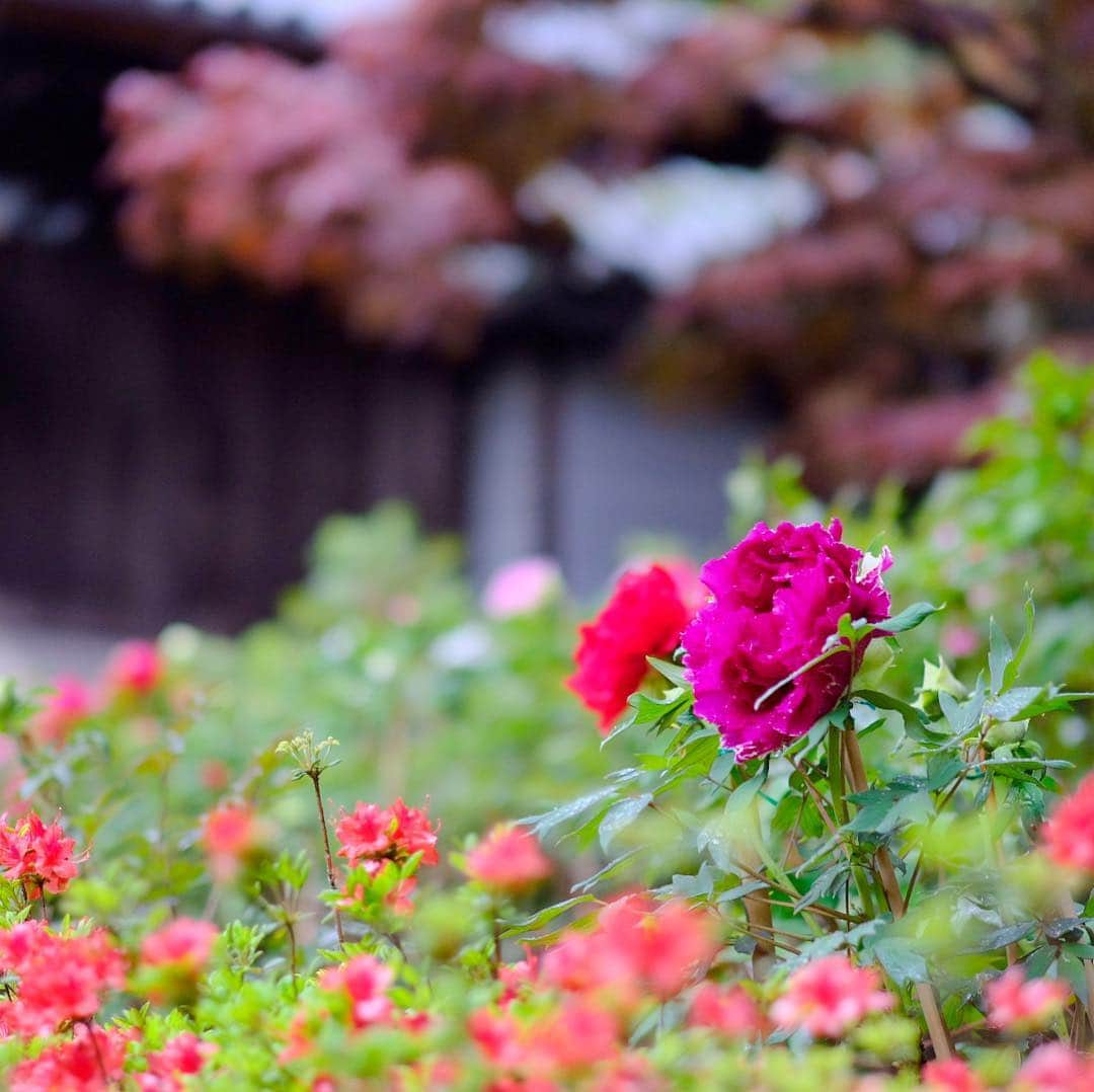 奈良 長谷寺 / nara hasederaさんのインスタグラム写真 - (奈良 長谷寺 / nara hasederaInstagram)「咲きかけの#牡丹 の#春愁  It's raining a little.  We are worried about the fallen #peony getting wet and falling down. However, the scene of the rain is also very good！  #長谷寺 #奈良長谷寺 #総本山長谷寺 #花の御寺 #奈良 #hasedera #hasederatemple #temple #japan #japanesetraditional #pilgrimage #nara #tourism #sightseeing #japanesetemple #西国 #西国三十三所 #霊場 #巡礼 #四寺巡礼 #やまとびとツアーズ #長谷寺が好き #わたしは奈良派 #うましうるわし奈良」4月25日 8時14分 - hase_dera