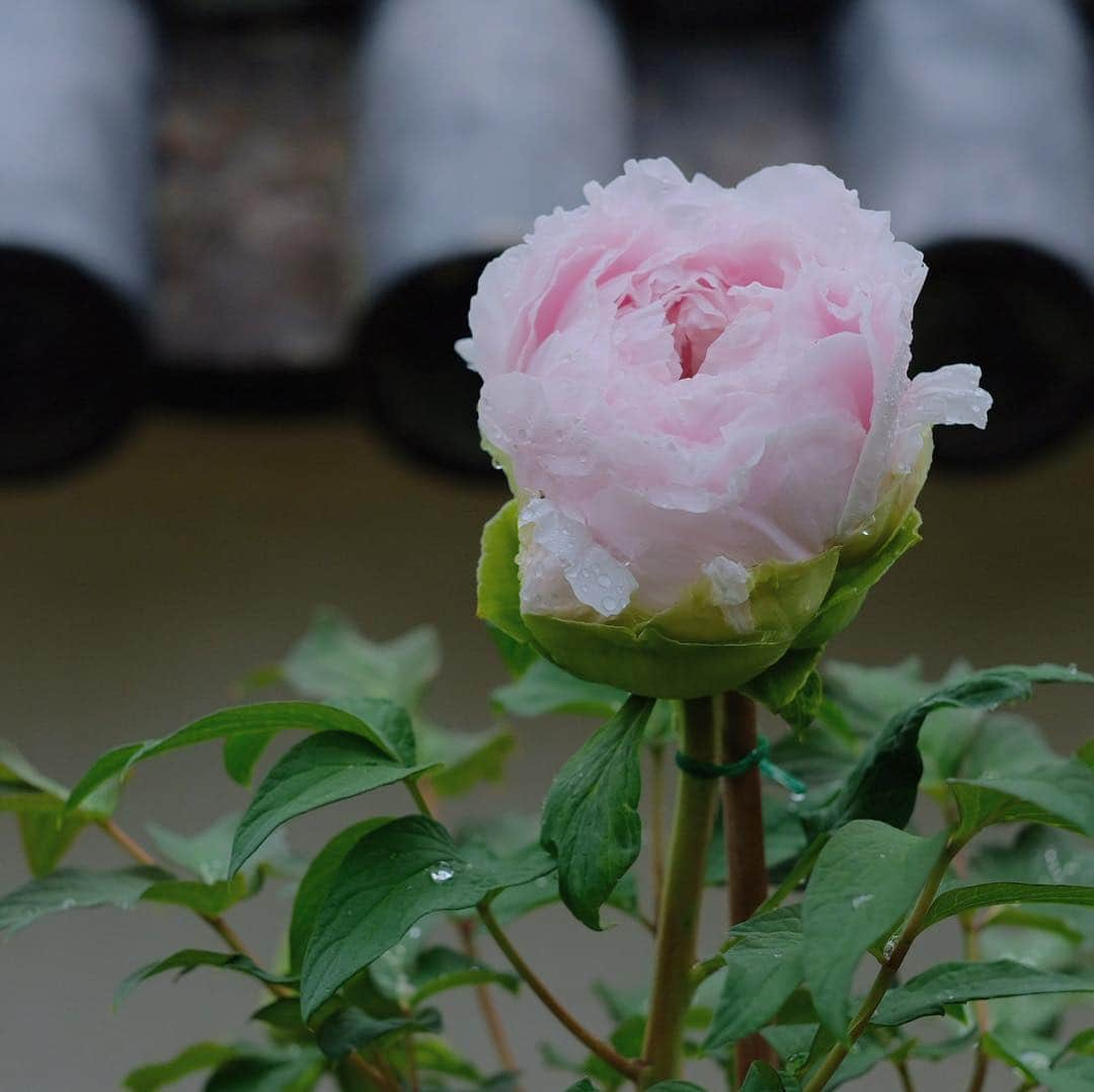 奈良 長谷寺 / nara hasederaさんのインスタグラム写真 - (奈良 長谷寺 / nara hasederaInstagram)「咲きかけの#牡丹 の#春愁  It's raining a little.  We are worried about the fallen #peony getting wet and falling down. However, the scene of the rain is also very good！  #長谷寺 #奈良長谷寺 #総本山長谷寺 #花の御寺 #奈良 #hasedera #hasederatemple #temple #japan #japanesetraditional #pilgrimage #nara #tourism #sightseeing #japanesetemple #西国 #西国三十三所 #霊場 #巡礼 #四寺巡礼 #やまとびとツアーズ #長谷寺が好き #わたしは奈良派 #うましうるわし奈良」4月25日 8時14分 - hase_dera