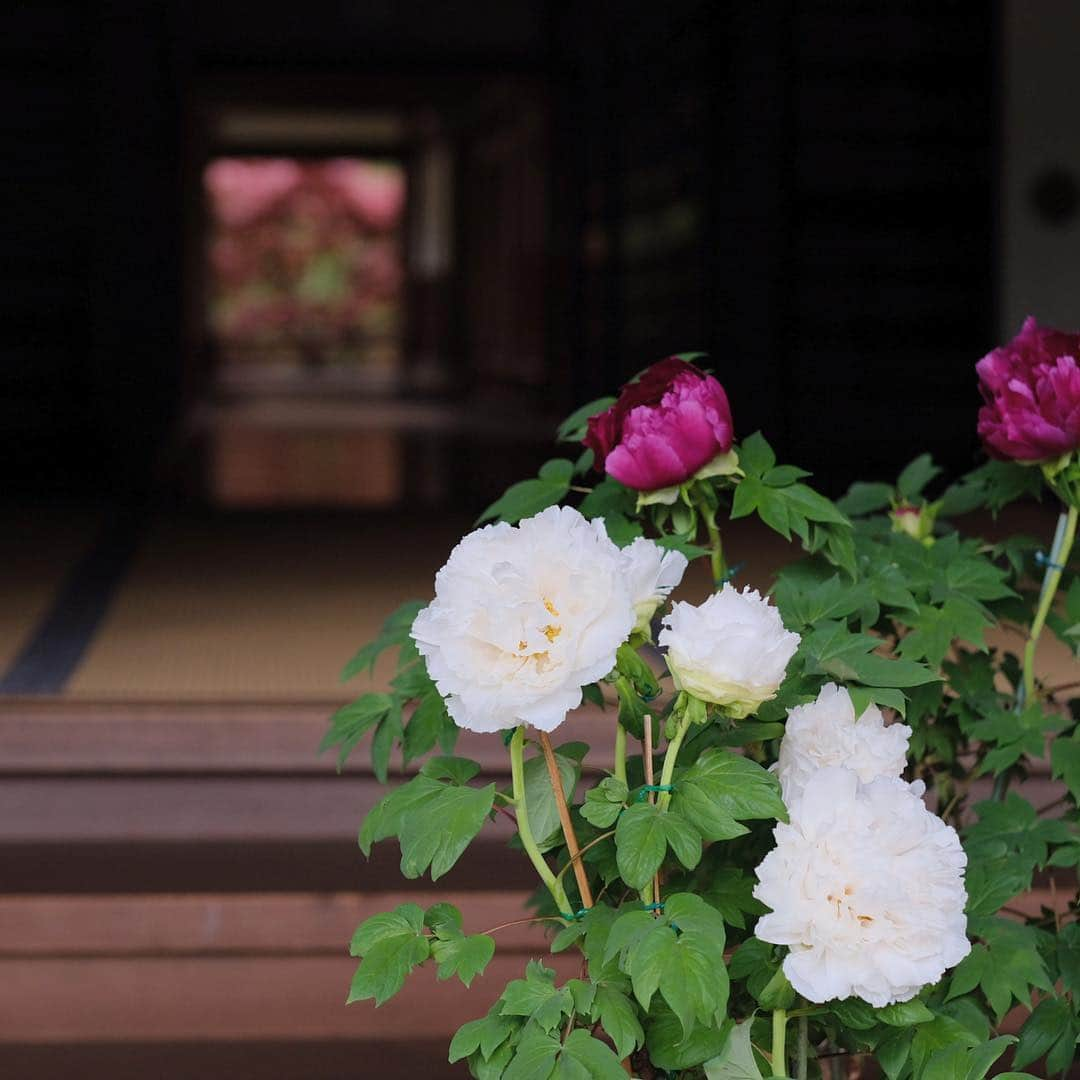 奈良 長谷寺 / nara hasederaさんのインスタグラム写真 - (奈良 長谷寺 / nara hasederaInstagram)「咲きかけの#牡丹 の#春愁  It's raining a little.  We are worried about the fallen #peony getting wet and falling down. However, the scene of the rain is also very good！  #長谷寺 #奈良長谷寺 #総本山長谷寺 #花の御寺 #奈良 #hasedera #hasederatemple #temple #japan #japanesetraditional #pilgrimage #nara #tourism #sightseeing #japanesetemple #西国 #西国三十三所 #霊場 #巡礼 #四寺巡礼 #やまとびとツアーズ #長谷寺が好き #わたしは奈良派 #うましうるわし奈良」4月25日 8時14分 - hase_dera