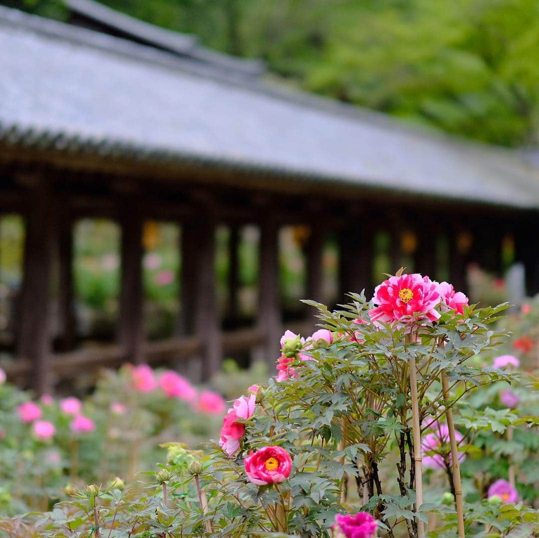 奈良 長谷寺 / nara hasederaさんのインスタグラム写真 - (奈良 長谷寺 / nara hasederaInstagram)「咲きかけの#牡丹 の#春愁  It's raining a little.  We are worried about the fallen #peony getting wet and falling down. However, the scene of the rain is also very good！  #長谷寺 #奈良長谷寺 #総本山長谷寺 #花の御寺 #奈良 #hasedera #hasederatemple #temple #japan #japanesetraditional #pilgrimage #nara #tourism #sightseeing #japanesetemple #西国 #西国三十三所 #霊場 #巡礼 #四寺巡礼 #やまとびとツアーズ #長谷寺が好き #わたしは奈良派 #うましうるわし奈良」4月25日 8時14分 - hase_dera