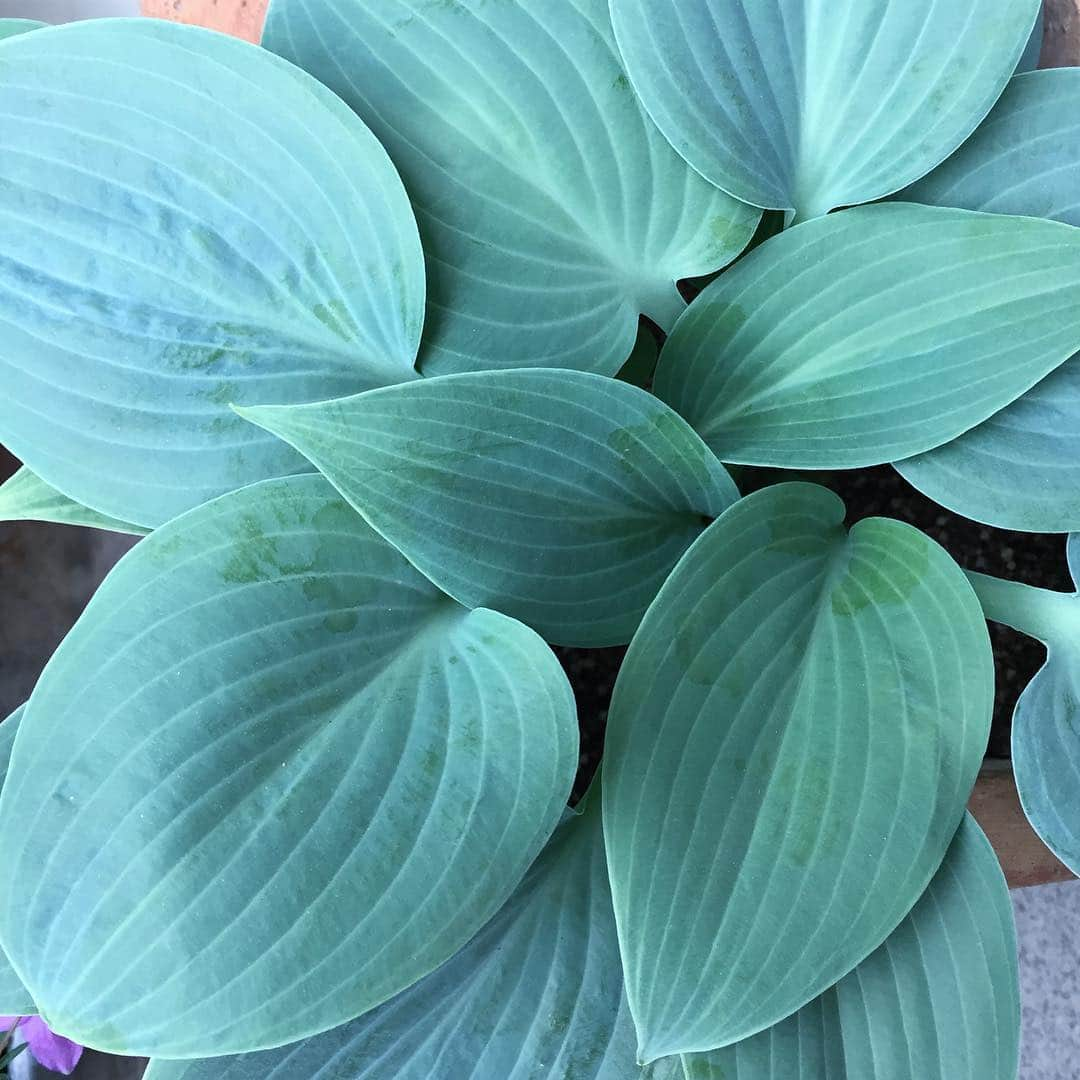 彩住宅さんのインスタグラム写真 - (彩住宅Instagram)「#hosta #halcyon #ホスタ #ギボウシ #ハルシオン #宿根草」4月25日 8時33分 - saijyutaku