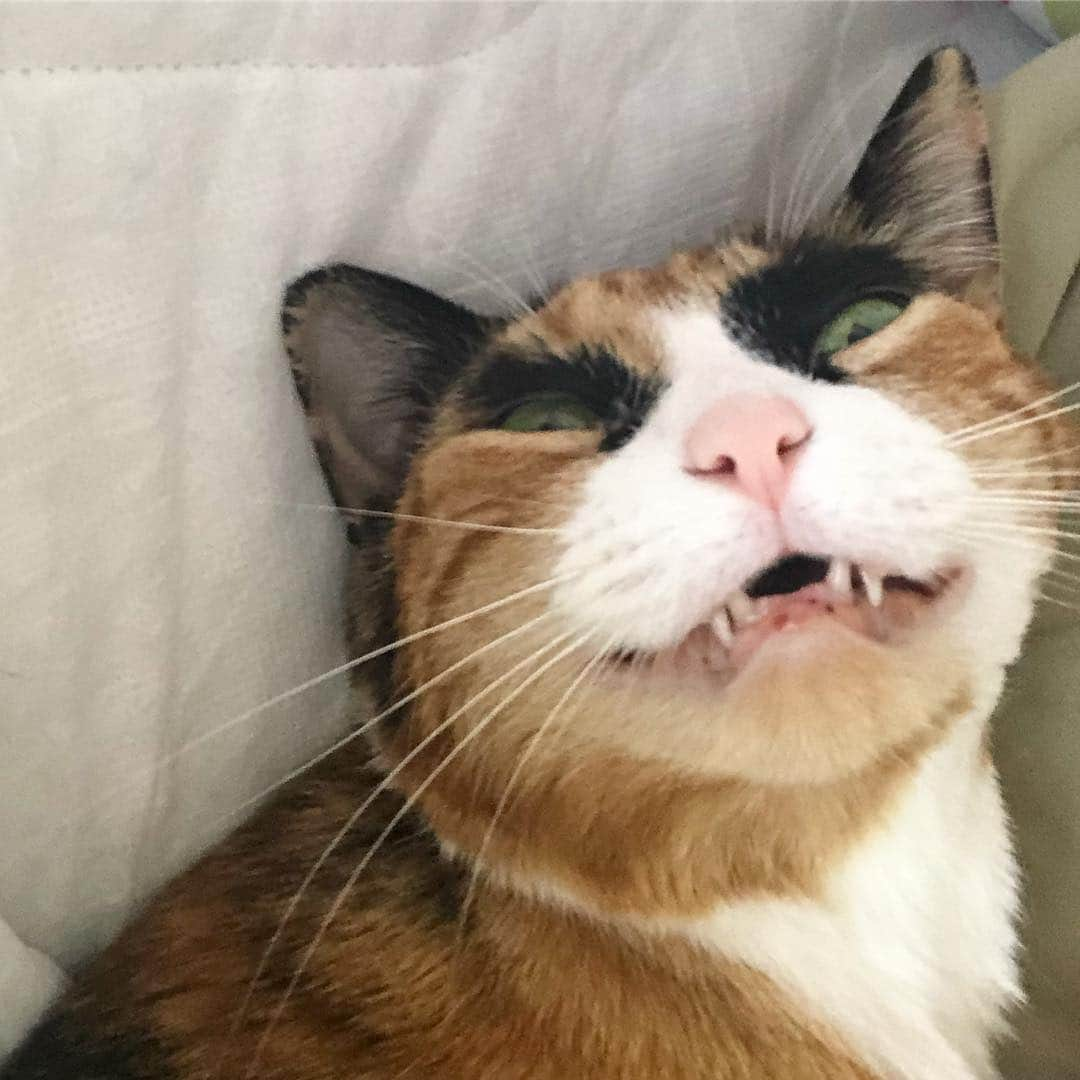 リリーさんのインスタグラム写真 - (リリーInstagram)「Smiling because I’m feeling better and it’s almost the weekend!😸」4月25日 8時56分 - lilly_crazyeyes