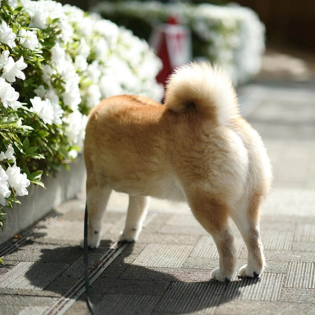 まる（まるたろう）さんのインスタグラム写真 - (まる（まるたろう）Instagram)「Which do you like Red or white?✨🐶✨赤と白どっちがいい？ #白桃とか選択肢ないからね #そういうの聞いてない #ツツジが綺麗ですね」4月25日 9時21分 - marutaro